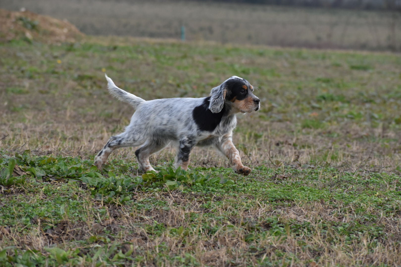 DSC_0208 (1)